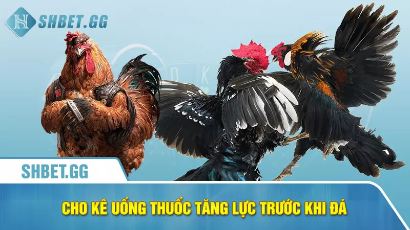Cho gà uống thuốc gì trước khi đá để tăng tỉ lệ thắng 4 Cho kê uống thuốc tăng lực trước khi đá
