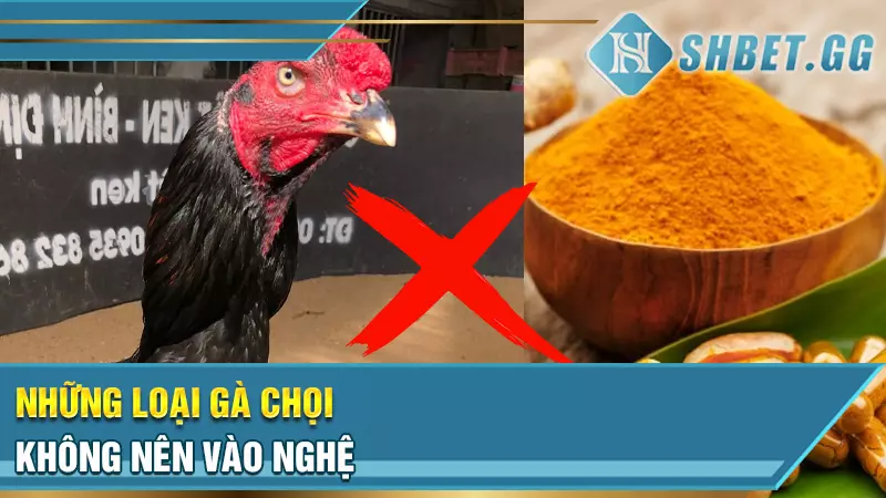 Cách vào nghệ cho gà chọi để phát huy tối đa công dụng 5 Những loại gà chọi không nên vào nghệ