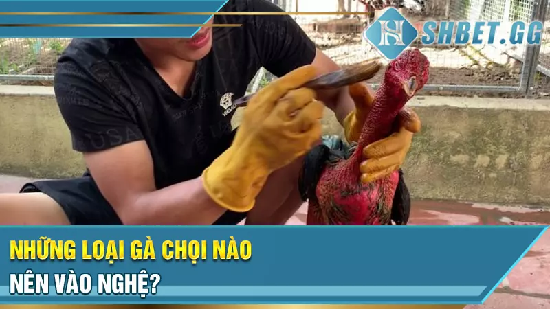 Cách vào nghệ cho gà chọi để phát huy tối đa công dụng 4 Những loại gà chọi nên vào nghệ