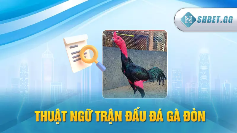 Đá gà đòn kịch tính - Cập nhật thuật ngữ kê trường 6 Thuật ngữ trận đấu đá gà đòn