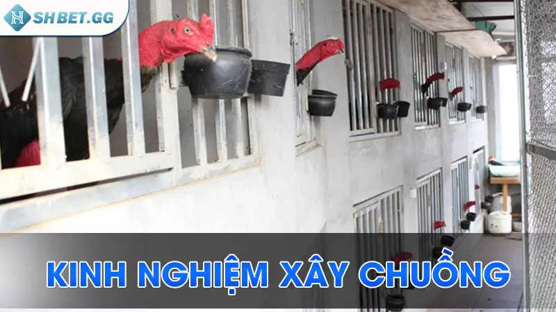 Cách nuôi gà chọi C1 được lưu truyền bởi cao thủ 5 Kinh nghiệm xây chuồng