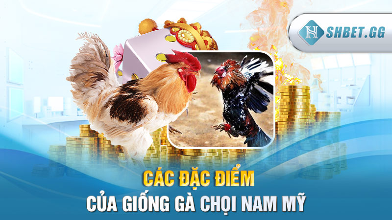 Gà chọi Nam Mỹ: Giống gà đá hay nhất được ưa chuộng 3 Các đặc điểm của giống gà chọi Nam Mỹ