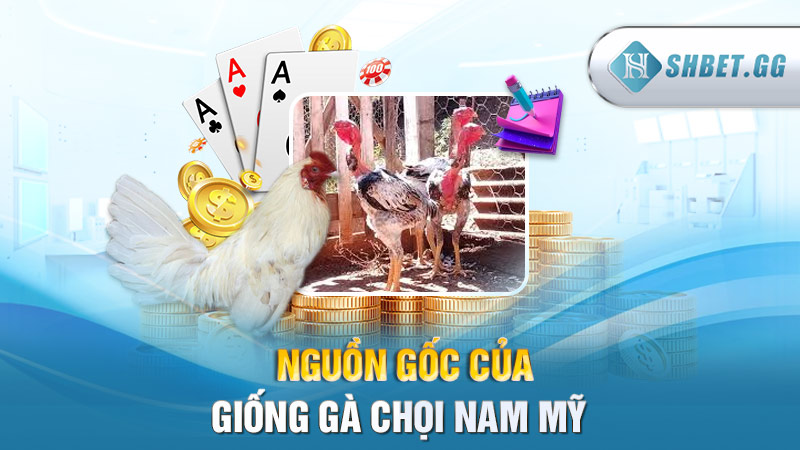 Gà chọi Nam Mỹ: Giống gà đá hay nhất được ưa chuộng 2 Nguồn gốc của giống gà chọi Nam Mỹ